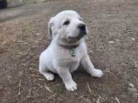 lucky, a female Great Pyrenees and Japanese Akita for sale in Kamiah, ID – 1 of 5