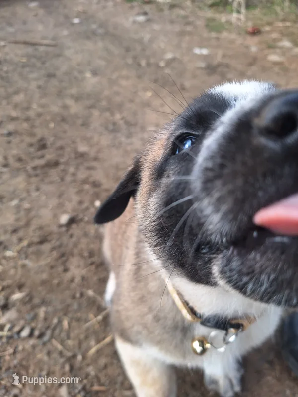 Rufus  – Great Pyrenees, Japanese Akita puppy for sale in Kamiah, ID