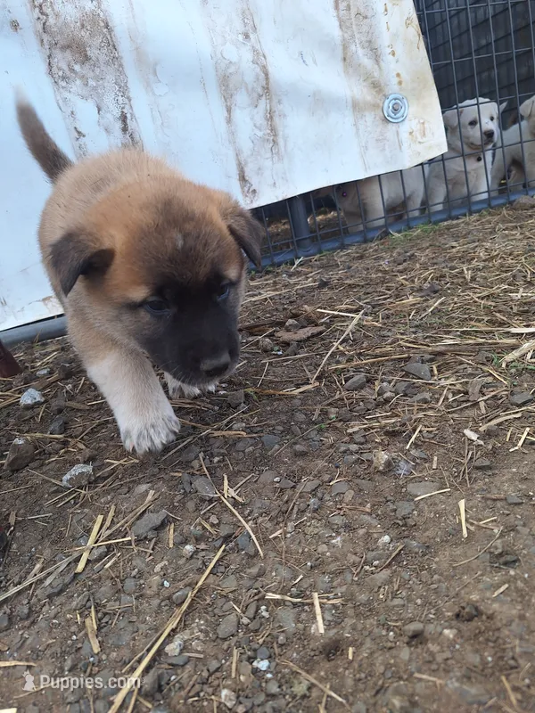 Temperance. – Great Pyrenees, Japanese Akita puppy for sale in Kamiah, ID