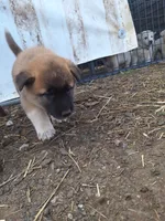 Temperance., a female Great Pyrenees and Japanese Akita for sale in Kamiah, ID – 1 of 6