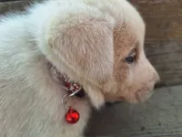 ghost , a male Great Pyrenees and Japanese Akita for sale in Kamiah, ID – 3 of 4