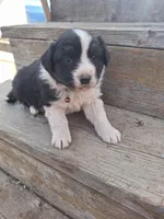 panda , a male Australian Shepherd for sale in Kamiah, ID – 6 of 6
