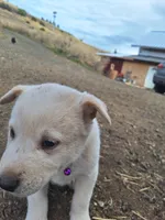 Mac , a male Great Pyrenees and Japanese Akita for sale in Kamiah, ID – 2 of 8