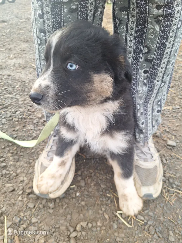 max – Australian Shepherd puppy for sale in Kamiah, ID