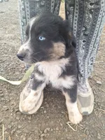 max, a male Australian Shepherd for sale in Kamiah, ID – 1 of 5