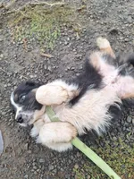 cory, a male Australian Shepherd for sale in Kamiah, ID – 5 of 7