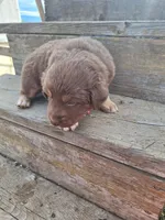 maribell, a female Australian Shepherd for sale in Kamiah, ID – 5 of 5