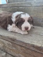 Hank the tank, a male Australian Shepherd for sale in Kamiah, ID – 4 of 6