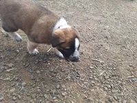 Rufus , a male Great Pyrenees and Japanese Akita for sale in Kamiah, ID – 5 of 7