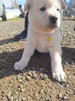 Bailey, a female Great Pyrenees and Japanese Akita for sale in Kamiah, ID – 2 of 6