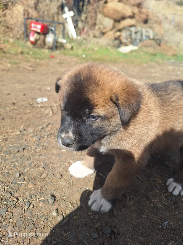 ruby – Great Pyrenees, Japanese Akita puppy for sale in Kamiah, ID