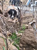 cory, a male Australian Shepherd for sale in Kamiah, ID – 3 of 7