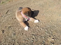 ruby, a female Great Pyrenees and Japanese Akita for sale in Kamiah, ID – 5 of 6