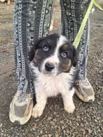 cory, a male Australian Shepherd for sale in Kamiah, ID – 7 of 7