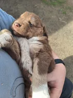 annabell, a female Australian Shepherd for sale in Kamiah, ID – 5 of 7