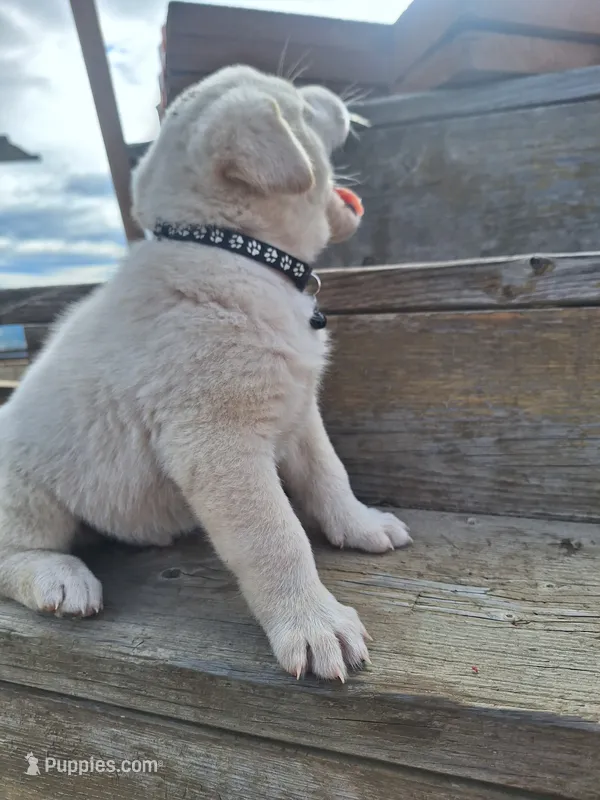 tux  – Great Pyrenees, Japanese Akita puppy for sale in Kamiah, ID