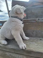 tux , a male Great Pyrenees and Japanese Akita for sale in Kamiah, ID – 3 of 5