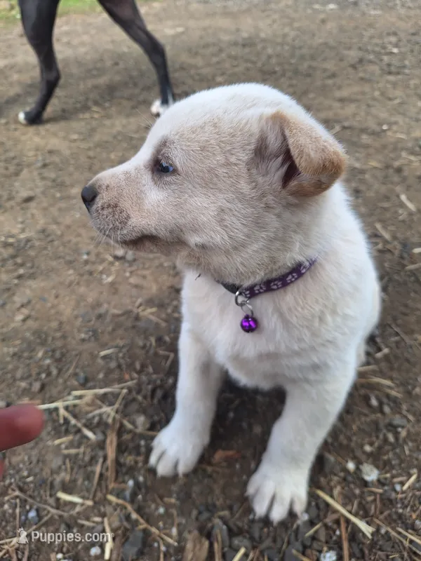 Mac  – Great Pyrenees, Japanese Akita puppy for sale in Kamiah, ID