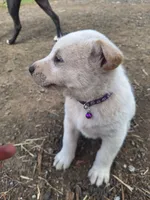 Mac , a male Great Pyrenees and Japanese Akita for sale in Kamiah, ID – 6 of 8
