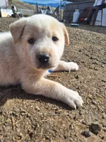 toast , a male Great Pyrenees and Japanese Akita for sale in Kamiah, ID – 5 of 7