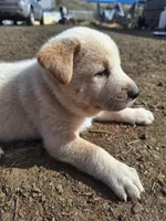 toast , a male Great Pyrenees and Japanese Akita for sale in Kamiah, ID – 6 of 7