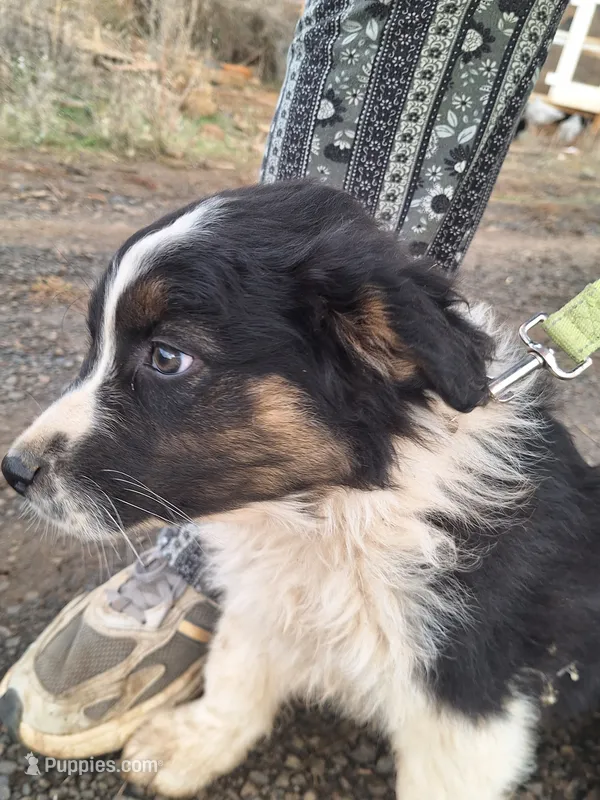 cory – Australian Shepherd puppy for sale in Kamiah, ID