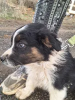 cory, a male Australian Shepherd for sale in Kamiah, ID – 1 of 7