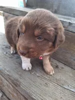 annabell, a female Australian Shepherd for sale in Kamiah, ID – 4 of 7