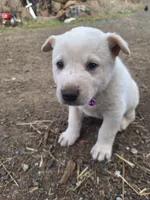 Mac , a male Great Pyrenees and Japanese Akita for sale in Kamiah, ID – 4 of 8