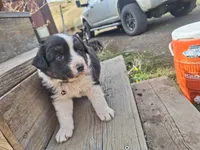 panda , a male Australian Shepherd for sale in Kamiah, ID – 4 of 6