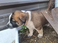 Rufus , a male Great Pyrenees and Japanese Akita for sale in Kamiah, ID – 3 of 7