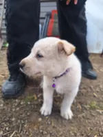 Mac , a male Great Pyrenees and Japanese Akita for sale in Kamiah, ID – 8 of 8