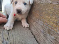 ghost , a male Great Pyrenees and Japanese Akita for sale in Kamiah, ID – 4 of 4