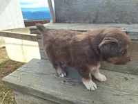 toby, a male Australian Shepherd for sale in Kamiah, ID – 4 of 7