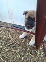 Temperance., a female Great Pyrenees and Japanese Akita for sale in Kamiah, ID – 3 of 6