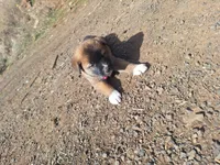 ruby, a female Great Pyrenees and Japanese Akita for sale in Kamiah, ID – 3 of 6