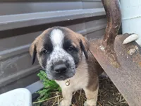 Rufus , a male Great Pyrenees and Japanese Akita for sale in Kamiah, ID – 2 of 7