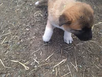 Temperance., a female Great Pyrenees and Japanese Akita for sale in Kamiah, ID – 4 of 6