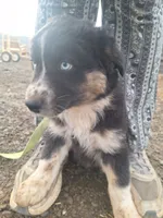 max, a male Australian Shepherd for sale in Kamiah, ID – 5 of 5