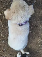 Mac , a male Great Pyrenees and Japanese Akita for sale in Kamiah, ID – 3 of 8
