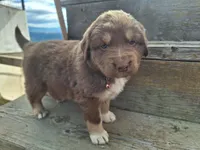 annabell, a female Australian Shepherd for sale in Kamiah, ID – 3 of 7