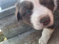 Hank the tank, a male Australian Shepherd for sale in Kamiah, ID – 2 of 6