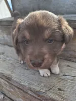toby, a male Australian Shepherd for sale in Kamiah, ID – 2 of 7