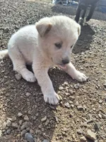 Bailey, a female Great Pyrenees and Japanese Akita for sale in Kamiah, ID – 4 of 6