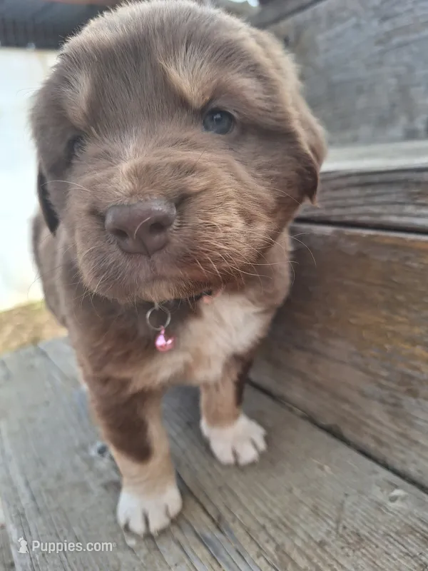 annabell – Australian Shepherd puppy for sale in Kamiah, ID