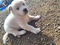 Bailey, a female Great Pyrenees and Japanese Akita for sale in Kamiah, ID – 6 of 6