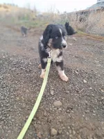 max, a male Australian Shepherd for sale in Kamiah, ID – 3 of 5