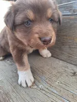 toby, a male Australian Shepherd for sale in Kamiah, ID – 7 of 7
