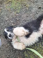cory, a male Australian Shepherd for sale in Kamiah, ID – 4 of 7