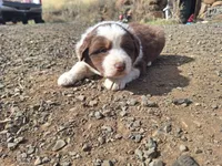 Hank the tank, a male Australian Shepherd for sale in Kamiah, ID – 5 of 6